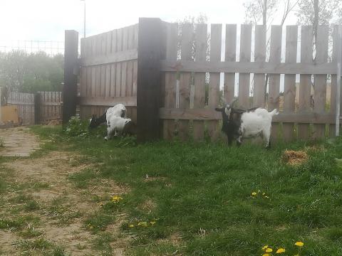 Fotografie Balkova Lhota